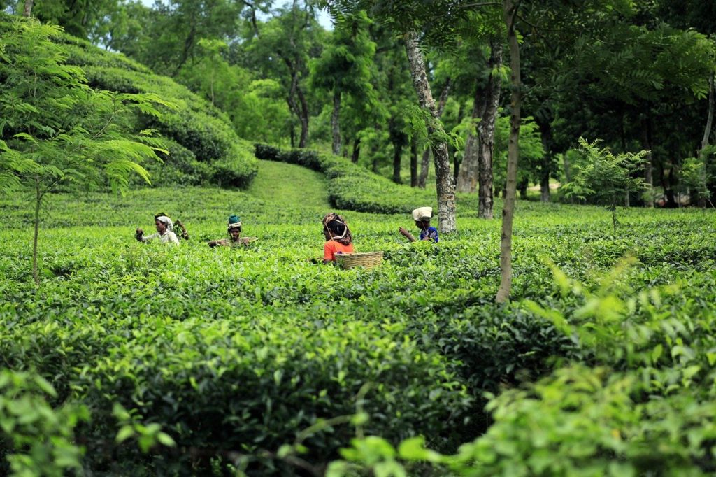ICRA: Production in Current Tea Season Likely to be Substantially Lower