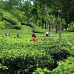 ICRA: Production in Current Tea Season Likely to be Substantially Lower